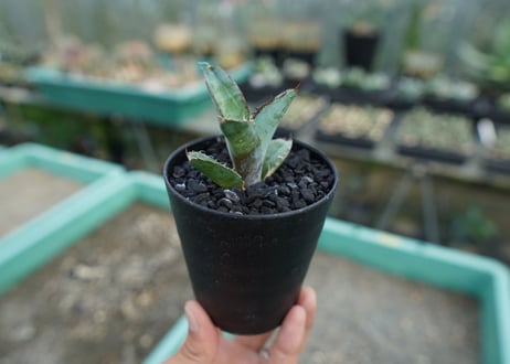 アガベ　チタノタ　 ブラックアンドブルー 　Agave titanota black and blue　No.8