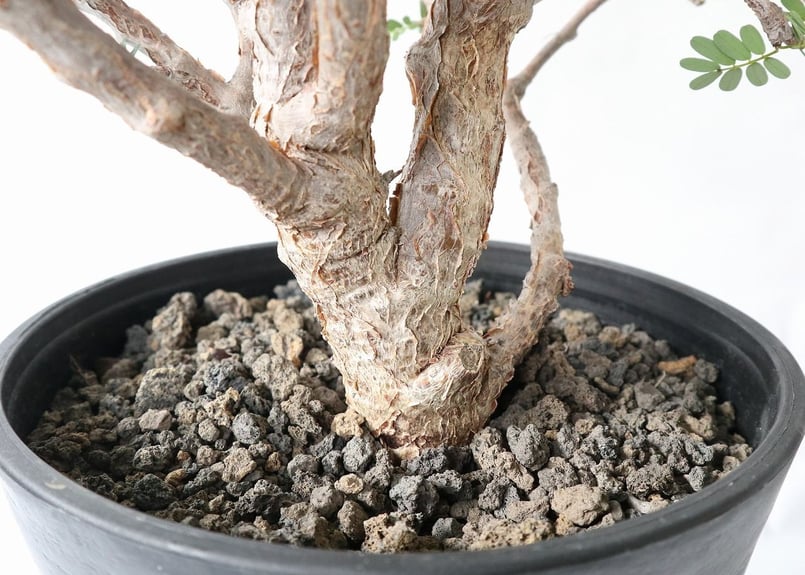 センナ メリディオナリス | mana's green:塊根植物販売|マナズ センナ メリディオナリス | mana's green:塊根植物販売|マナズ