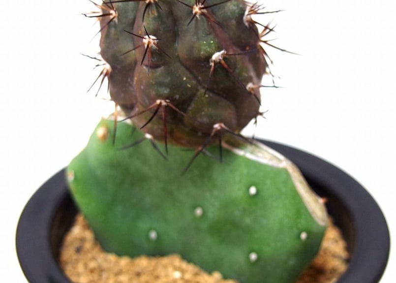 Copiapoa cinerea コピアポア 黒王丸 接ぎ木 | mana's green: Copiapoa cinerea コピアポア 黒王丸 接ぎ木 | mana's green:
