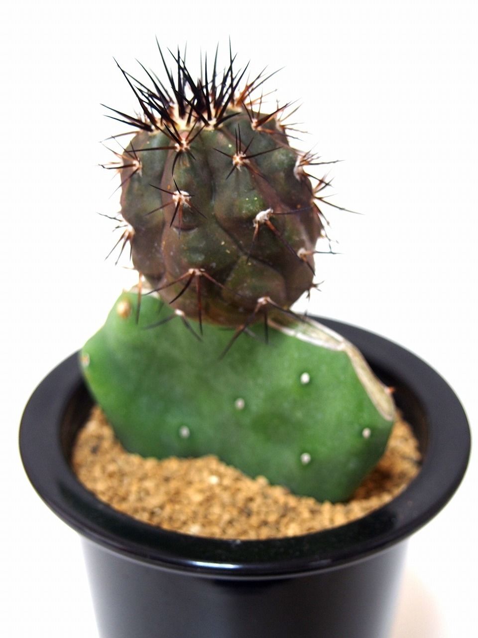 Copiapoa cinerea コピアポア 黒王丸 接ぎ木 | mana's farm:塊