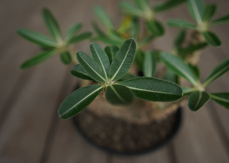 パキポディウム デンシフローラム Pachypodium densiflorum