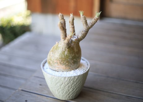 グラキリス　 Pachypodium Gracilius