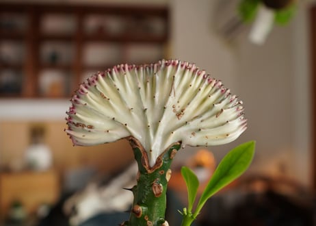 ユーフォルビア  ラクテア  マハラジャ  Euphorbia lactea  f.cristata