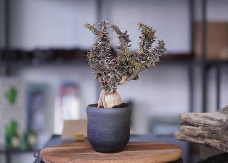 Euphorbia　beharensis