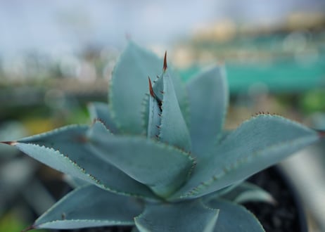 アガベ　ドラゴントゥース　Agave Dagontoes　No.3