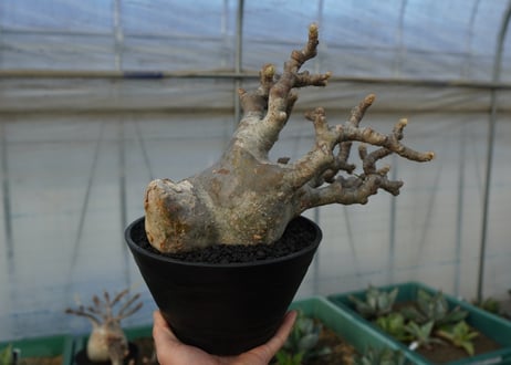 パキポディウム　グラキリス　Pachypodium Gracilius　No.1