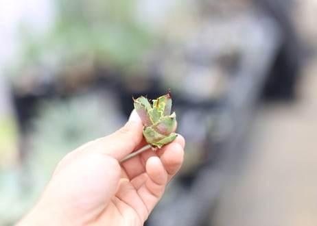 アガベ　チタノタ　オテロイ　子株