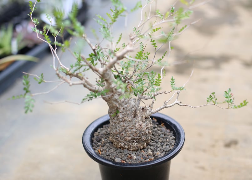 オペルクリカリア パキプス | mana's farm:塊根植物・アガベ・ドライ