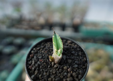アガベ　チタノタ　白鯨　Agave titanota White whale　 A18