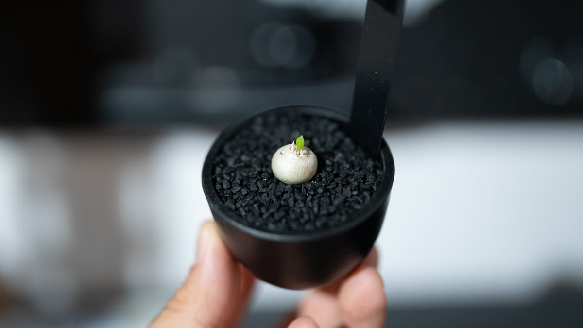 パキポディウム 恵比寿笑い 沖縄実生株 | mana's farm:塊根植物