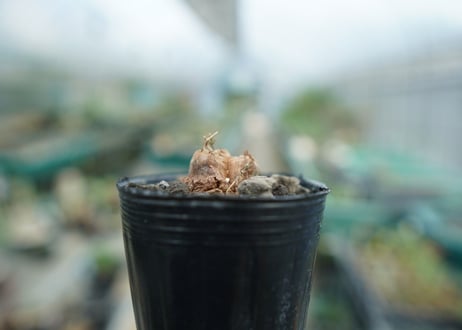 亀甲竜　Dioscorea elephantipes　No.3