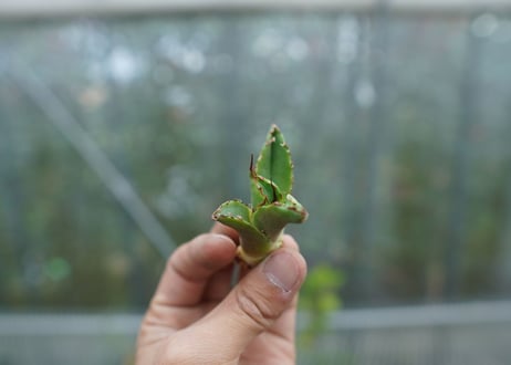 【抜き苗】アガベ　チタノタ　白鯨 from台湾　Agave titanota White whale No.1