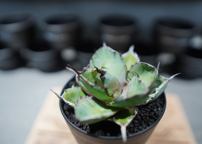 【SUMMERセール】アガベ　チタノタ　ブラックアンドブルー　低重心　美株　大株 SUMMERセール】アガベ チタノタ ブラックアンドブルー 低重心 美株 大株