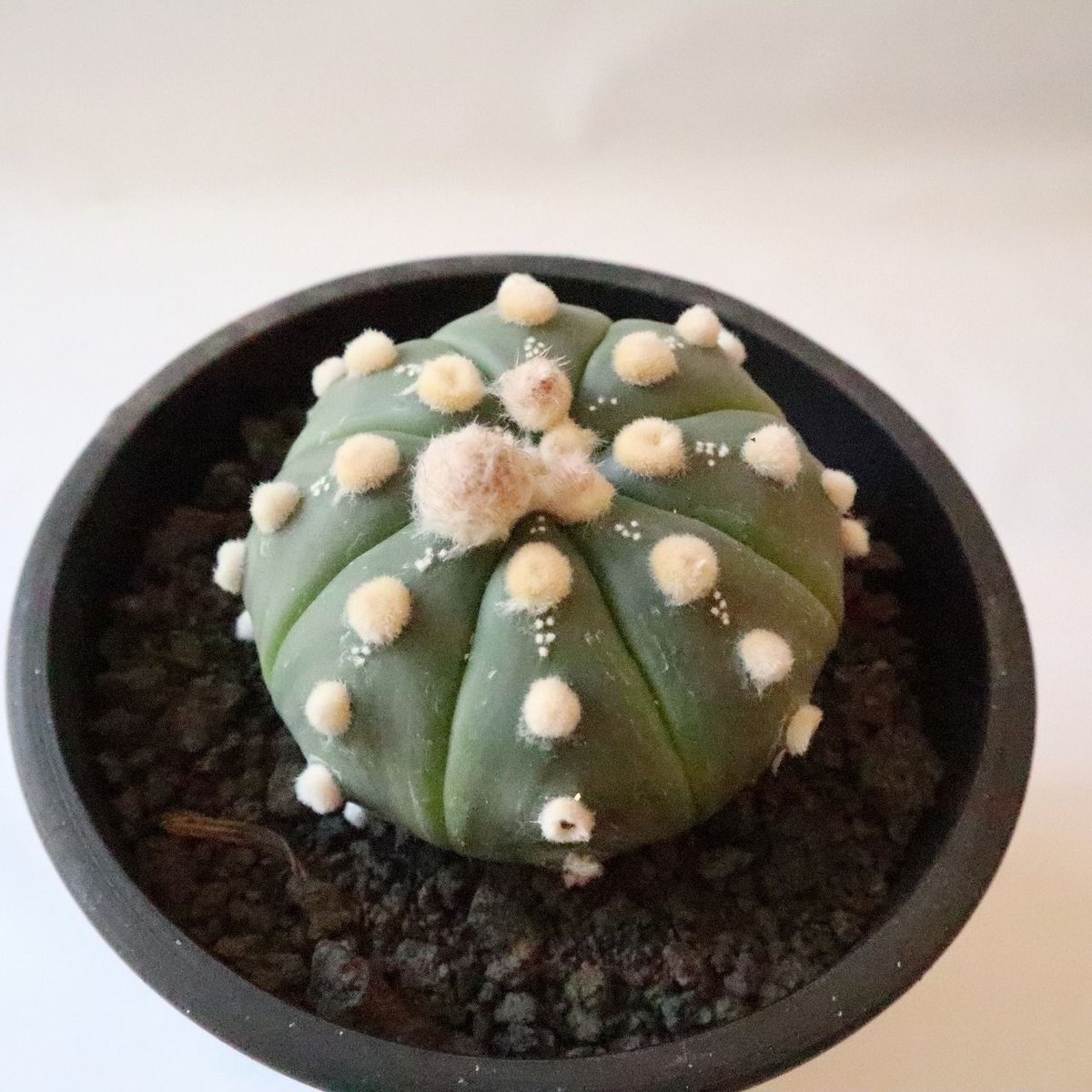 アストロフィツム 瑠璃兜 | mana's farm:塊根植物・アガベ・ドライ