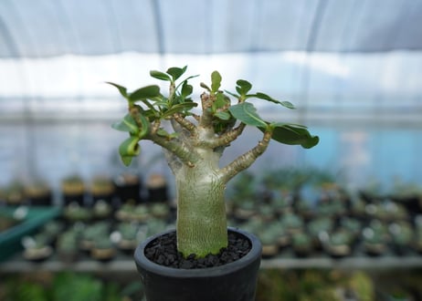 アデニウム　Adenium　No.17
