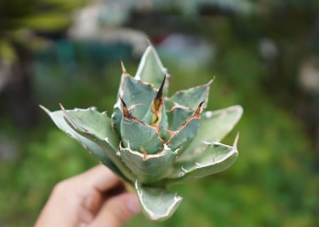 Agave titanota 白鯨 A NO.5