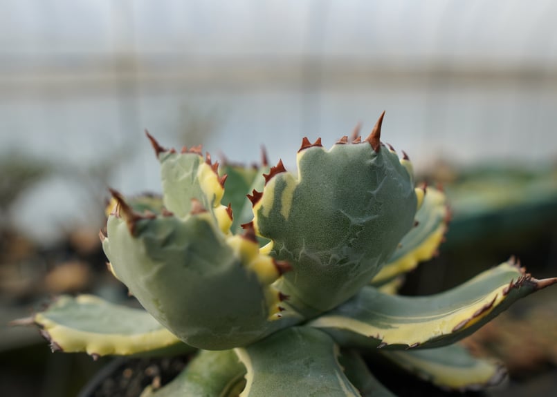 アガベ 兜蟹錦 連棘 Agave isthmensis “Kabutogani” varieg