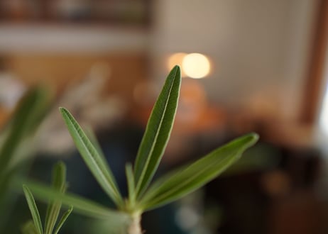 パキポディウム　グラキリス　 Pachypodium Gracilius