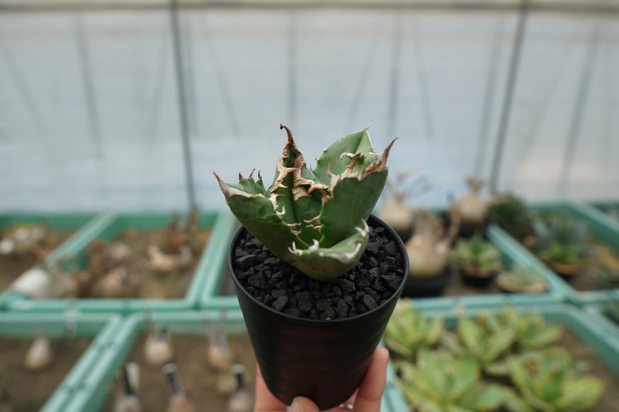 スタッフ大樹が本気で選ぶオススメ株5選！ | mana's farm:塊根植物