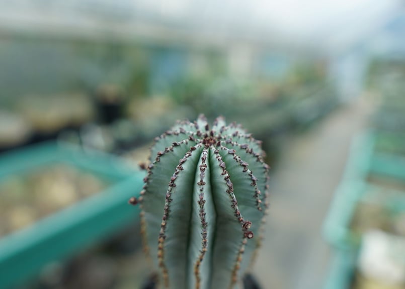 ユーフォルビア ポリゴナ　スノーフレーク　実生　ホリダ　3寸 ユーフォルビア ポリゴナ 'スノーフレーク' | STELLA.PLANTS
