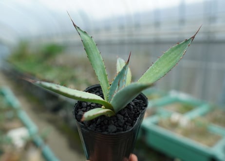 アガベ　屈原の舞扇 Agave 'Kutsugen no Maiougi'   No.1