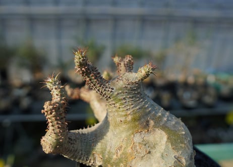 パキポディウム　マカイエンセ　Pachypodium makayense  No.1