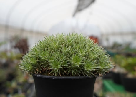 デウトコロニア　クロランサ　Deuterocohnia chlorantha