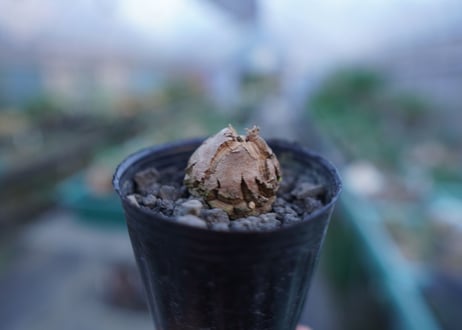 亀甲竜　Dioscorea elephantipes　No.8