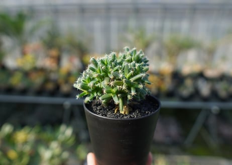 トリコディアデマ　デンサム　Trichodiadema densum