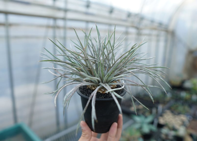 ディッキア コリスタミネア Dyckia choristaminea | mana's fa