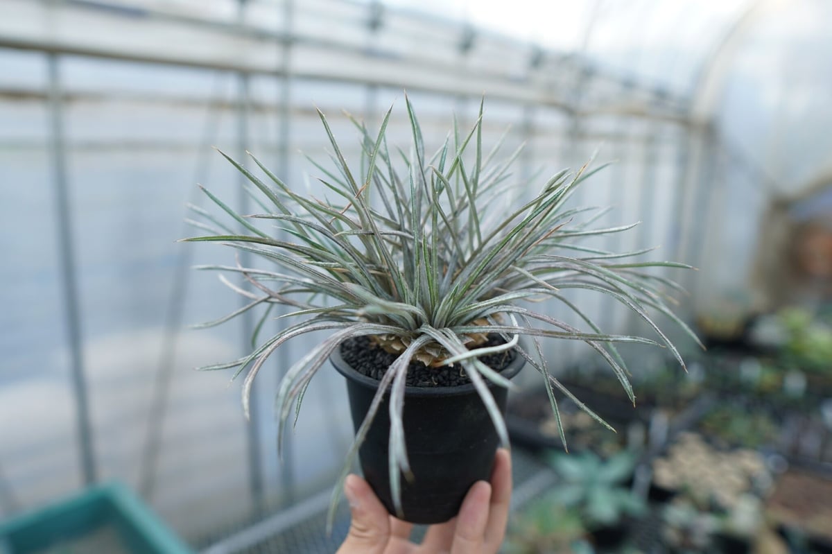ディッキア コリスタミネア Dyckia choristaminea | mana's fa