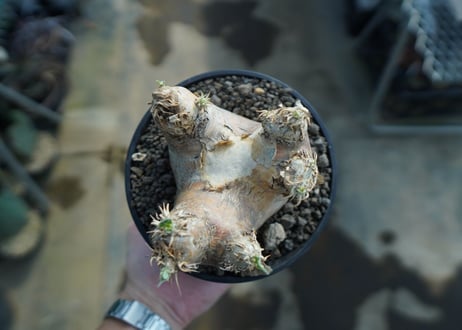 パキポディウム　エブレネウム　Pachypodium eburneum　No.2