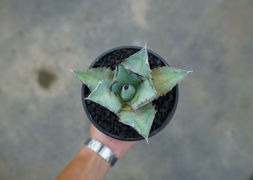 アガベ チタノタ ブルー agave titanota Blue | mana's farm: