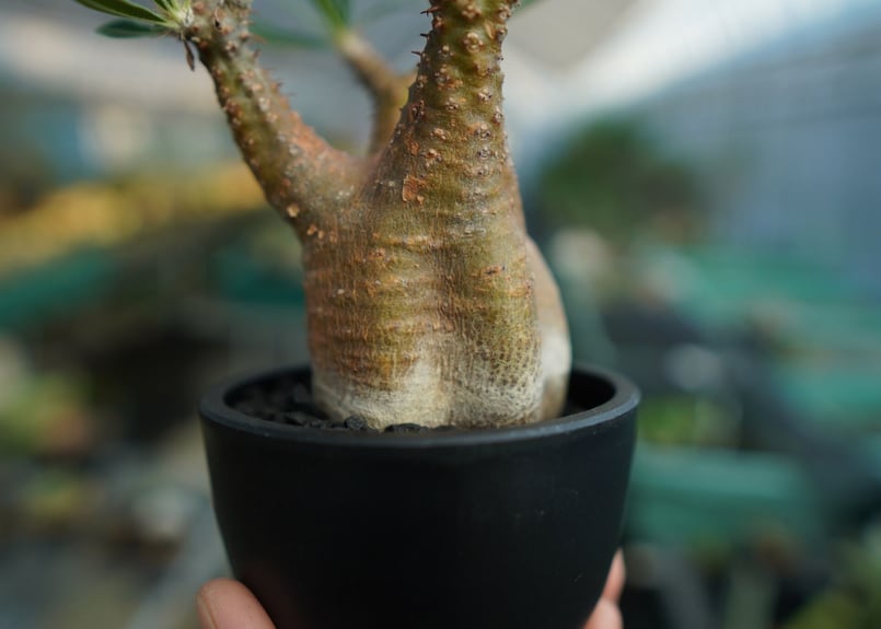 パキポディウム グラキリス Pachypodium Gracilius No.5 | ma