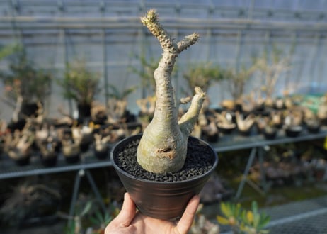パキポディウム マカイエンセ　Pachypodium makayense　No.5
