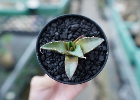アガベ　チタノタ　FO-76　Agave titanota  FO-76　No.10
