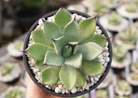 Agave Potatorum×Macroacantha　”八荒雷神”　No.1