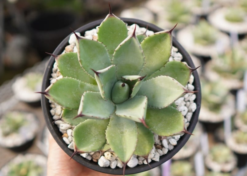 Agave Potatorum×Macroacantha ”八荒雷神” No.1 | mana