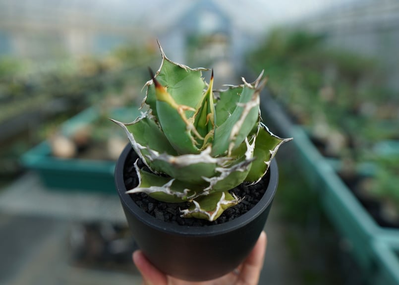 アガベ チタノタ FO-76 agave titanota FO-76 No.3 | man