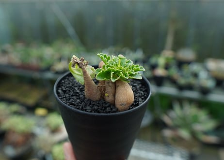 オトンナ　チュベローサ　Othonna tuberosa No.1
