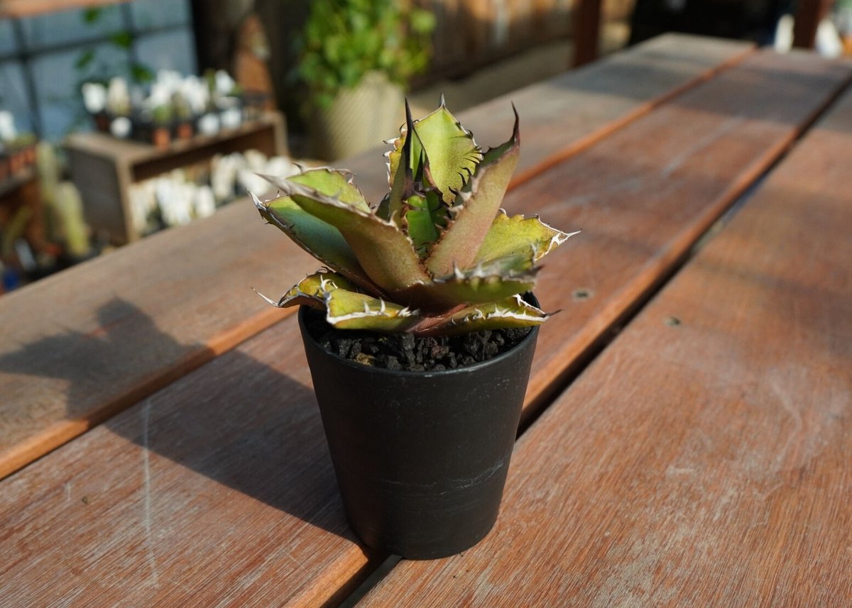 アガベ チタノタ 黒火焔 Agave titanota Black fire | mana'