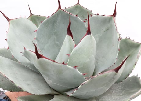 Agave parryi var truncata Huntington  №3