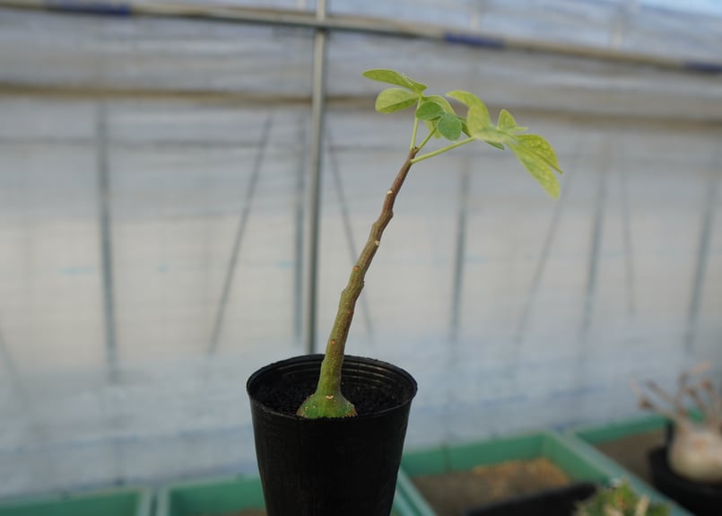 アデニア グラウカ Adenia glauca | mana's farm:塊根植物・アガベ・