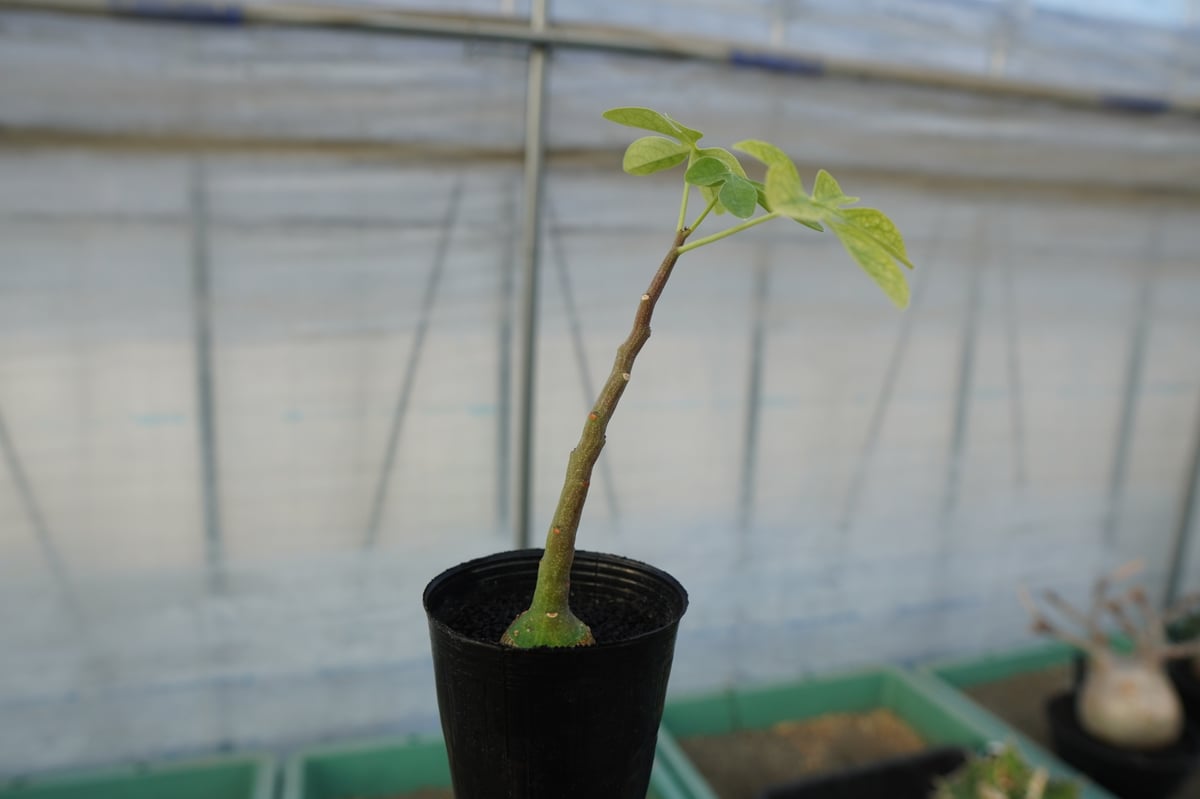 アデニア グラウカ Adenia glauca | mana's farm:塊根植物・アガベ・