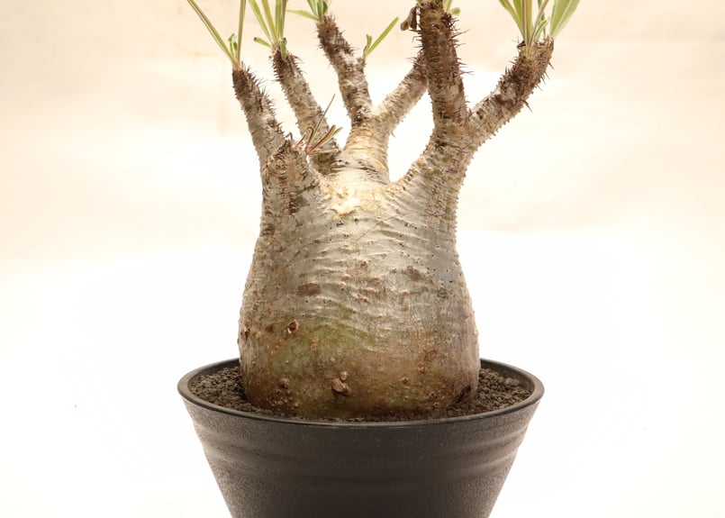 パキポディウム グラキリス no.60 | mana's farm:塊根植物・アガベ パキポディウム グラキリス no.60 | mana's farm:塊根植物・アガベ