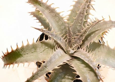Dyckia ML#05 x delicata GF F1
