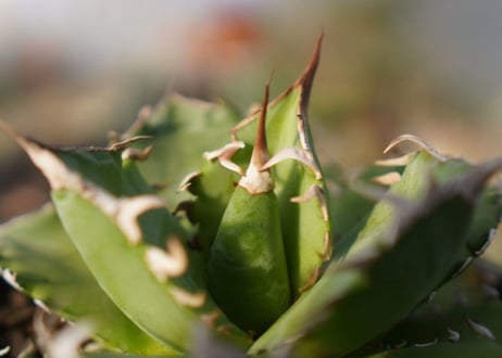 agave titanota 　ソーラーエクリプス