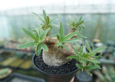 パキポディウム　グラキリス　 Pachypodium Gracilius  No.4