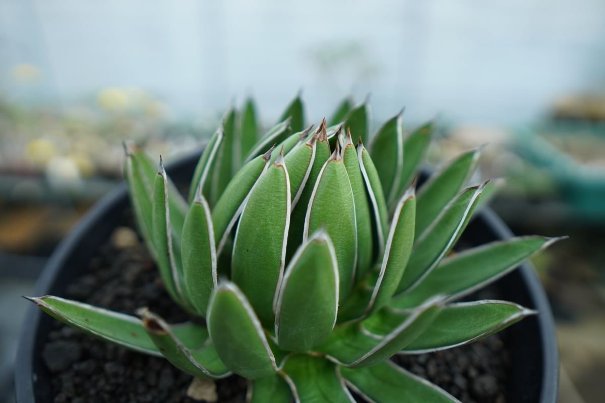アガベ 雪嶺 アガベ ハイブリッド '雪嶺' Agave hybrid 'Formosa' 台湾