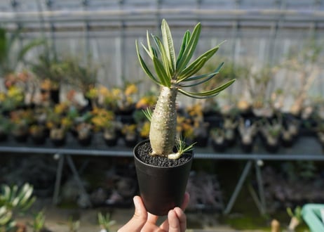 パキポディウム　カクチぺス　Pachypodium cactipes